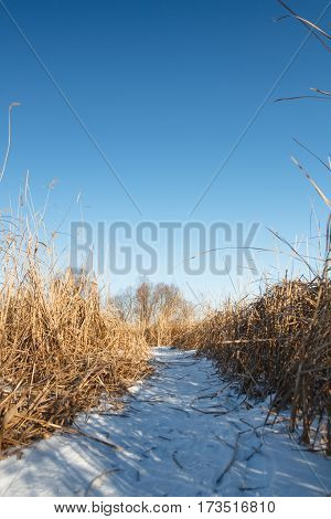 Seedy Reed Stalks