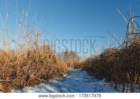 Seedy Reed Stalks