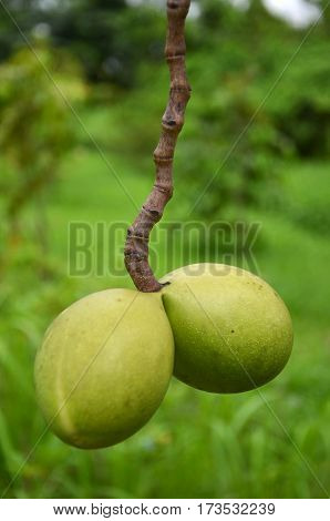 Suicide tree Pong-pong Othalanga. Cerbera odollam tropical plant