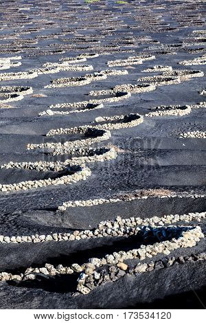 Vineyards Of La Geria On Volcanic Soil