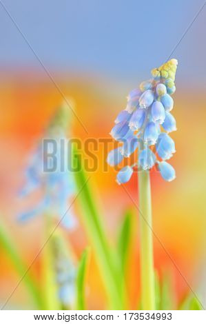 Muscari neglectum flowers in spring time, close up