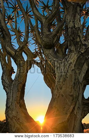 Beautiful african sunset sunrise shines trough branches of Quiver tree.