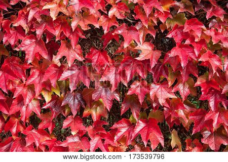 Autumn red leaves on the fence background. Hight resolution