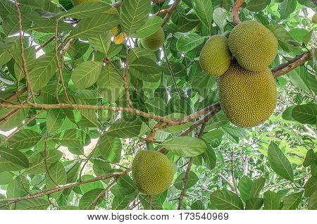 Thai jackfruit on the tree in the garden Close-up