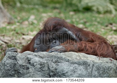 portrait of thoughtful  sad orangutan in summer invironment
