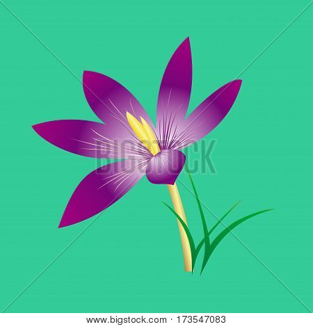 delicate elegant lilac flower on a stalk
