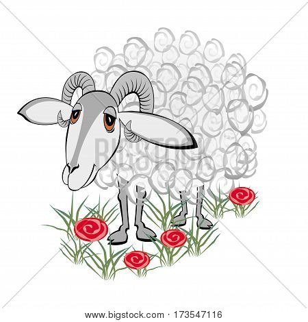 curly sheep grazing on a green meadow
