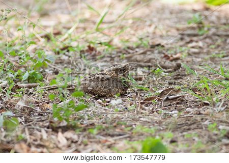 The Indian nightjar bird sleeping on the ground