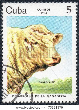UKRAINE - CIRCA 2017: A stamp printed in Cuba shows a cow breed Charolaise the series Livestock Development circa 1984