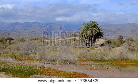 Beautiful view on the Bird sanctuary La Charca mountains and blue sky in a sunny day in Maspalomas Gran Canaria Spain.