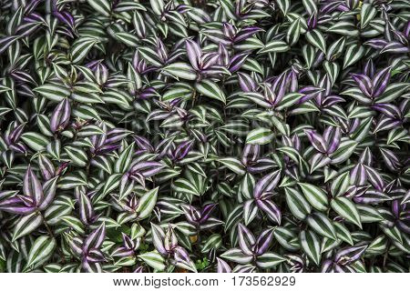 Purple and green leaves background (Tradescantia zebrina)