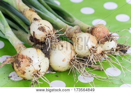 Fresh Young Onions On The Table