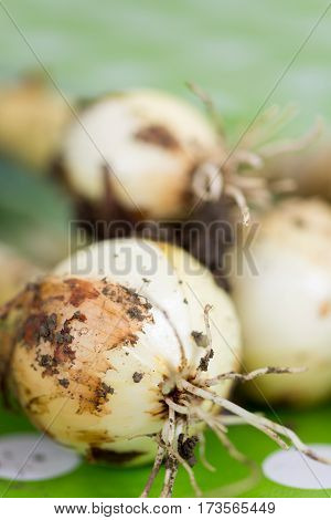 Fresh Young Onions On The Table