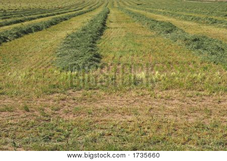 Windrows