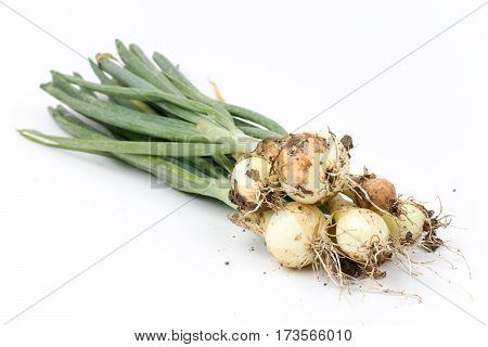 Young Onions With Soil Isolated Over White Background