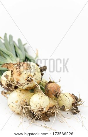 Young Onions With Soil Isolated Over White Background