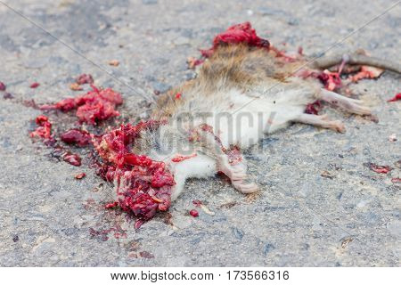 Dead rat on road with blood because of vehicles