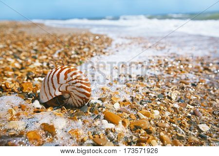 seashell nautilus on sea beach under sunset sun light, Agadir, Morocco