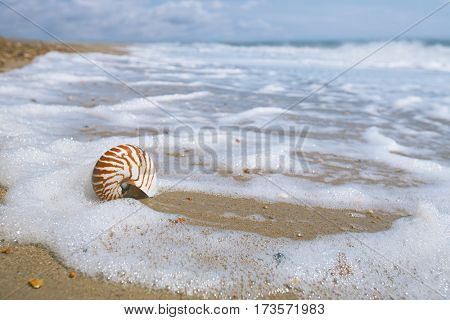 seashell nautilus on sea beach under sunset sun light, Agadir, Morocco