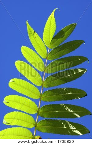 Hoja contra el cielo