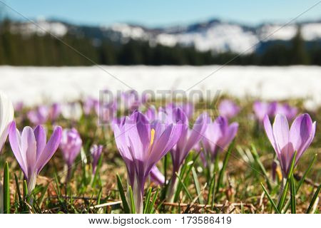 Beautiful meadow of wild purple crocuses. Blue sky and hills with trees in background. Peaceful spring day.