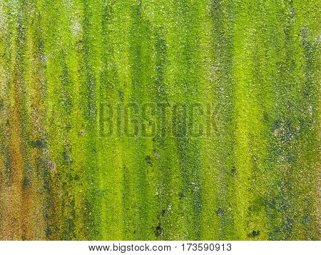 Closeup of rough green textured background of moss on the surface mortar.