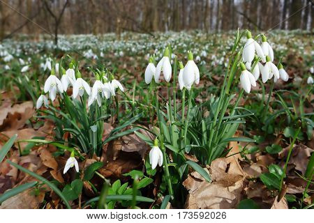 Spring wild snowdrop flowers Galanthus nivalis blooming in the forest near Dobrin. Czech Republic.