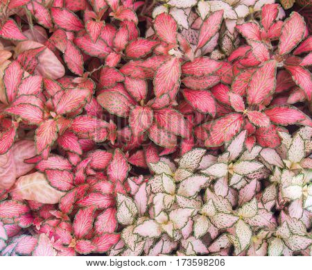 background of colorful leaves on a plantation surface alternately beautiful.