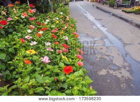 Background flower aisle in a beautiful timber market at Chatuchak Thailand.