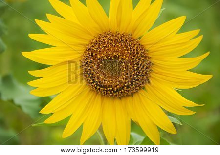 Sunflowersomething blooms on blurred background of green leaves.The bright yellow petalsstamens with pollen.SummerJuly.Ukraine