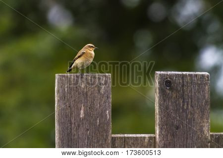 Common Wheatear (oenanthe Oenanthe)