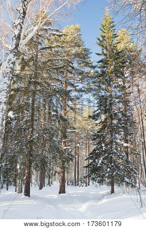 winter trees standing in the snow. Russia