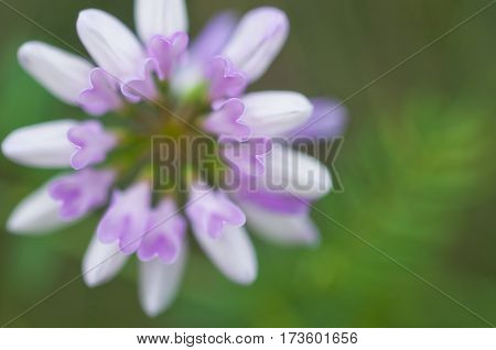 Crownvetch in bloom.Due to the small depth of field flower petals are shaped pink hearts.SummerJune.Ukraine