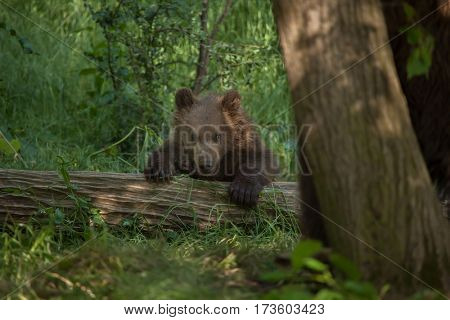 Newborn Kamchatka brown bear (Ursus arctos beringianus), also known as the Far Eastern brown bear.