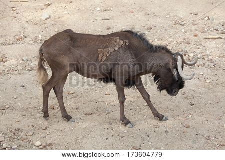 Black wildebeest (Connochaetes gnou), also known as the white-tailed gnu.