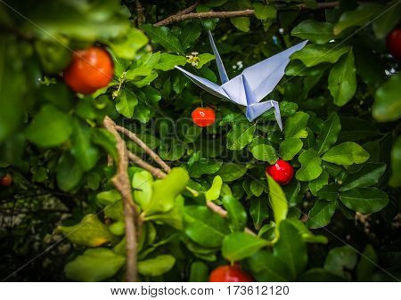 The bird made by paper tying to eat acerola