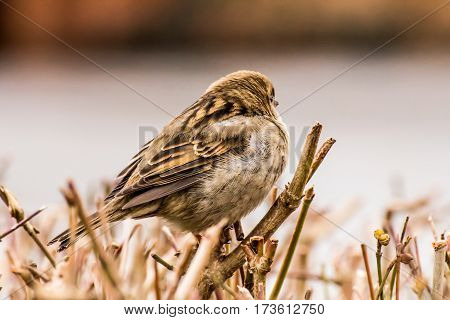 House sparrow (Passer domesticus) is a bird of the sparrow family Passeridae, found in most parts of the world.