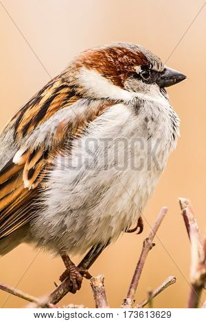 House sparrow (Passer domesticus) is a bird of the sparrow family Passeridae, found in most parts of the world.