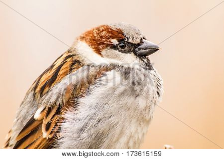 House sparrow (Passer domesticus) is a bird of the sparrow family Passeridae, found in most parts of the world.