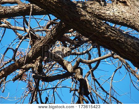 A Bard owl peeks downward with curious interest. The owl, though nocturnal, naps during the day.