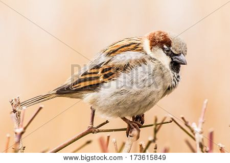 House sparrow (Passer domesticus) is a bird of the sparrow family Passeridae, found in most parts of the world.