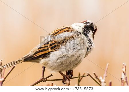 House sparrow (Passer domesticus) is a bird of the sparrow family Passeridae, found in most parts of the world.