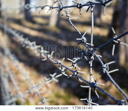 Barbed wire with battlefield background grey tree.