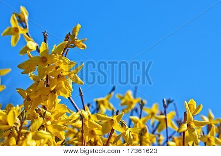 Blooming Forsythia