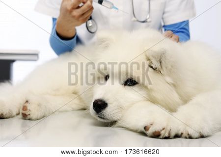 veterinarian hands makes an injection to the dog on table in vet clinic