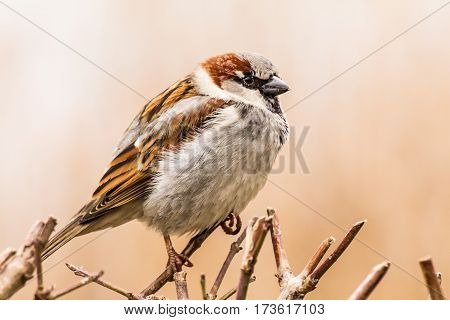 House sparrow (Passer domesticus) is a bird of the sparrow family Passeridae, found in most parts of the world.