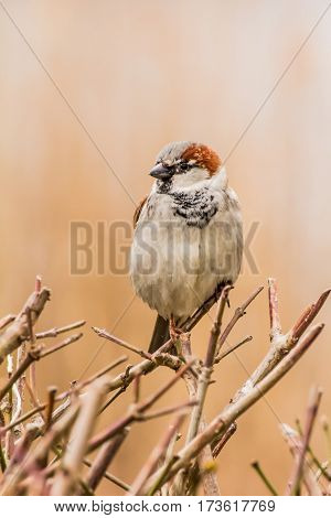 House sparrow (Passer domesticus) is a bird of the sparrow family Passeridae, found in most parts of the world.