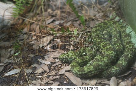 Manghshan Pit Viper
