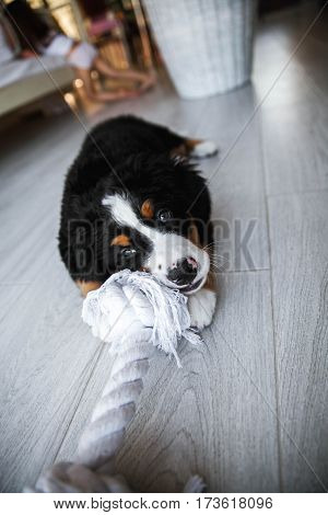 Bernese Puppy Playing. Puppy chewing on the rope at home