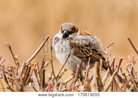 House sparrow (Passer domesticus) is a bird of the sparrow family Passeridae, found in most parts of the world.